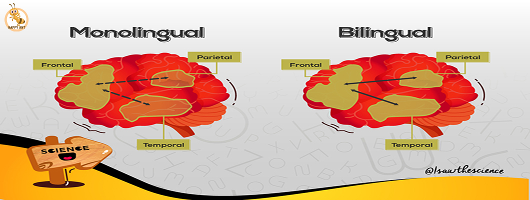 Characteristics of the Bilingual Child's Brain